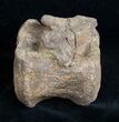 Edmontosaurus Vertebra - South Dakota #11831-1